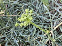 Crithmum maritimum