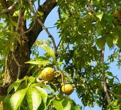 Aesculus glabra
