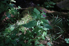 Stachys chamissonis cooleyae