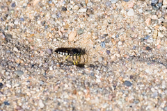 Bicyrtes quadrifasciatus