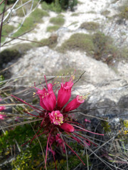 Bejaria