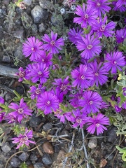 Drosanthemum asperulum