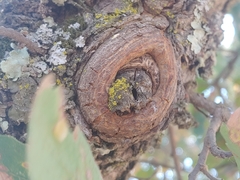 Chrysothrix candelaris