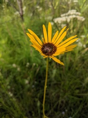 Helianthus heterophyllus