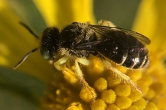Calliopsis andreniformis