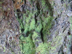 Chrysothrix candelaris