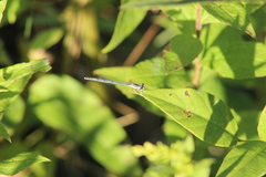 Ischnura