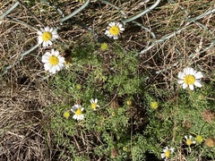 Tripleurospermum maritimum