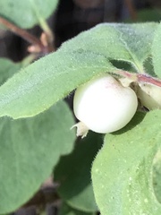 Symphoricarpos