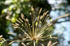Merostachys claussenii