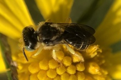 Calliopsis andreniformis