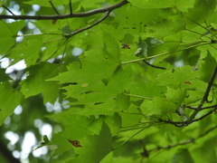 Ulmus thomasii
