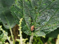 Leiobunum ventricosum