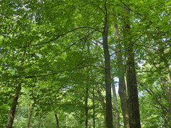 Ulmus thomasii