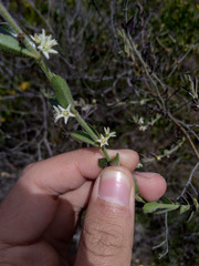 Scyphostelma