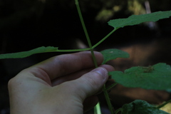 Stachys chamissonis cooleyae