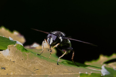 Sericomyia