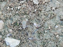 Cicindela repanda