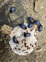 Cypherotylus californicus