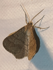 Isturgia murinaria