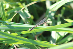 Ischnura