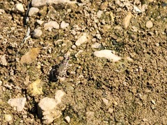 Cicindela repanda
