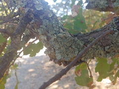 Flavopunctelia flaventior