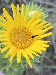 Grindelia ciliata