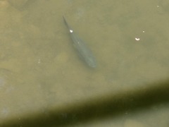Ctenopharyngodon idella