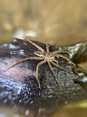 Dolomedes vittatus