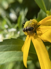 Eristalis dimidiata
