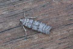Dioryctria simplicella