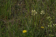 Oxytropis campestris