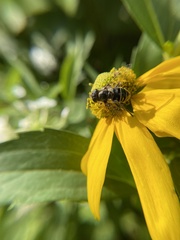 Eristalis dimidiata