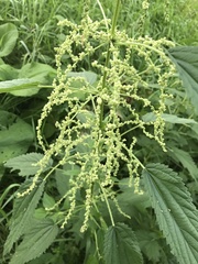 Urtica dioica
