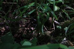 Stachys chamissonis cooleyae