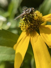 Eristalis dimidiata