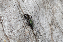 Polyrhachis hookeri