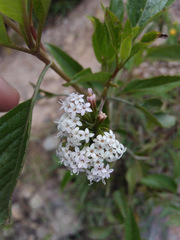 Stevia lucida