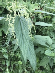 Urtica dioica