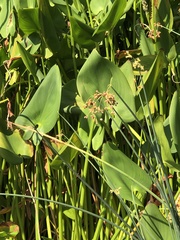 Schoenoplectus tabernaemontani
