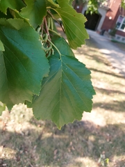 Corylus colurna