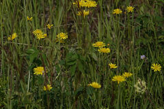 Crepis tectorum