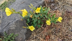 Oenothera glazioviana