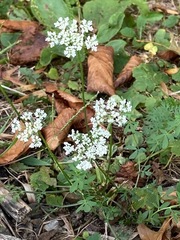 Daucus carota