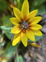 Eristalis transversa
