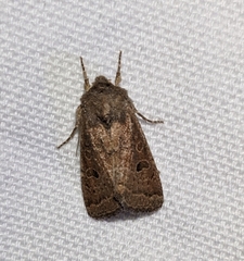 Protorthodes oviduca