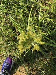 Cyperus odoratus