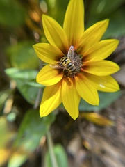 Eristalis transversa