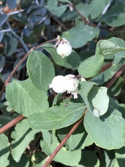 Symphoricarpos